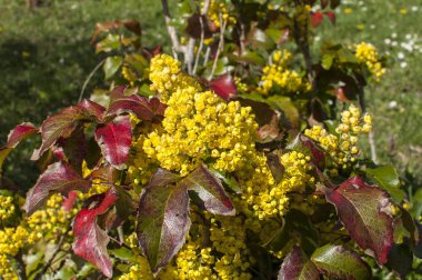 Sarı bahar bahçe çiçek