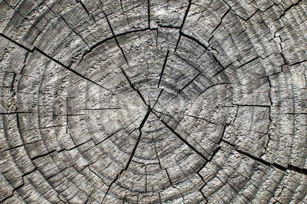 Zvětralé povrchu closeup kmen stromu — Stock fotografie