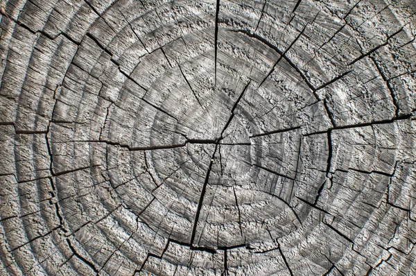 Primeros planos de la superficie del tronco del árbol envejecido —  Fotos de Stock