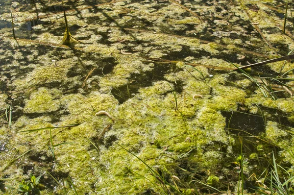 Marais surface de l'eau gros plan — Photo