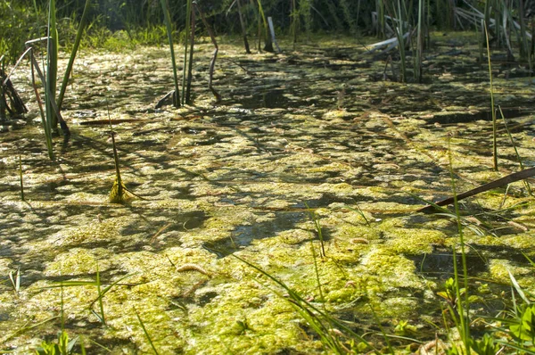 Swamp water surface closeup — Stock Photo, Image