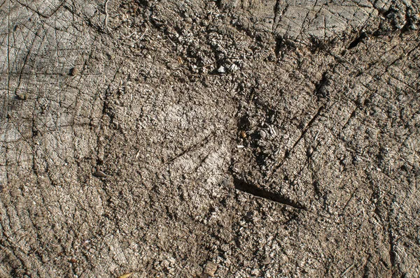 Ξεπερασμένο επιφάνειας closeup κορμό δέντρου — Φωτογραφία Αρχείου