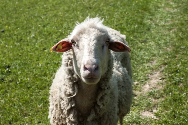 Shaggy schapen closeup — Stockfoto