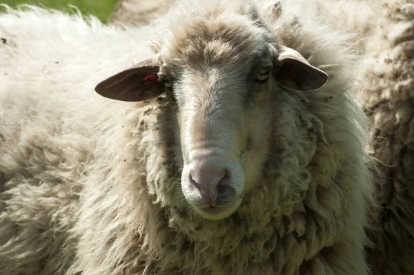 Shaggy ovejas primer plano — Foto de Stock