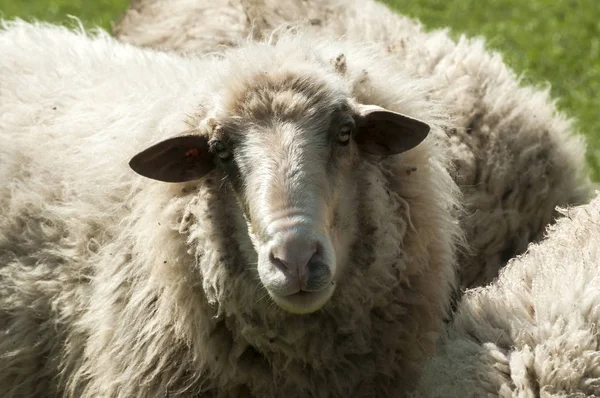 Shaggy schapen closeup — Stockfoto