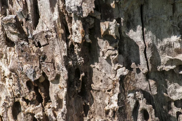 Oppervlak van oude walnoot log — Stockfoto