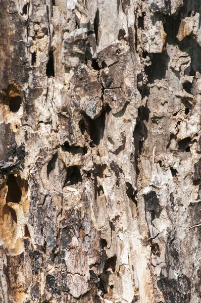 Oppervlak van oude walnoot log — Stockfoto