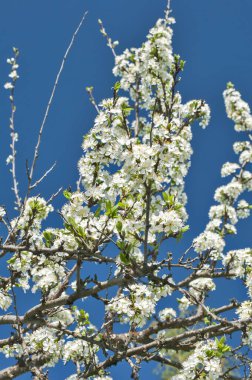 Çiçekli erik çiçekleri