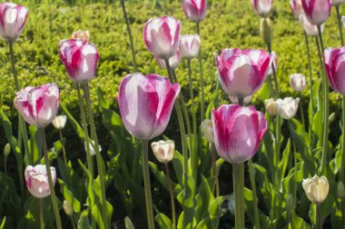 Beyaz-Pembe Lale portre