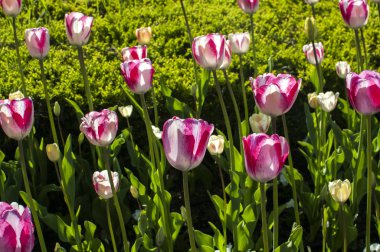 Beyaz-Pembe Lale portre