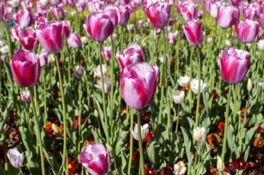 Beyaz-Pembe Lale portre