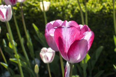 Beyaz-Pembe Lale portre