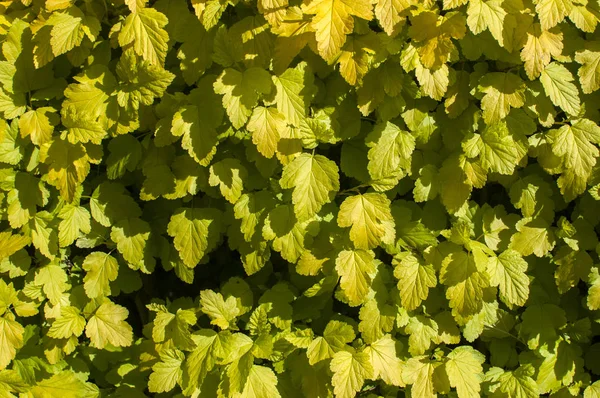 Листья весеннего растения — стоковое фото