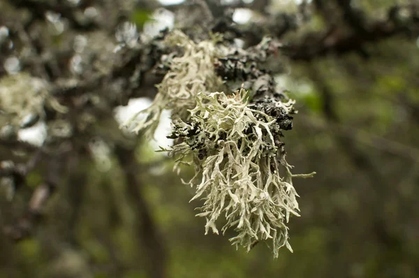 Iceland moss closeup