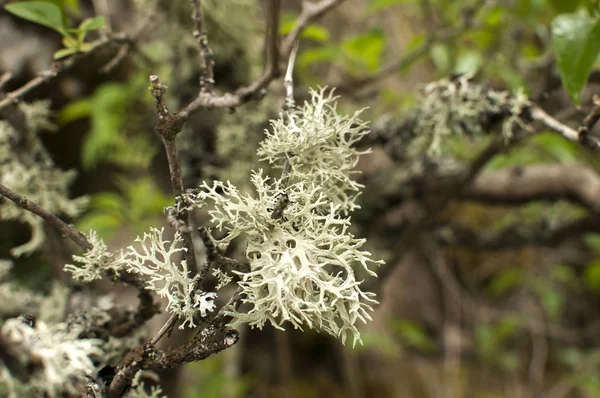 Iceland moss closeup