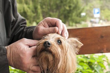 Yorkshire terrier köpek portre