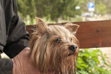Yorkshire terrier köpek portre