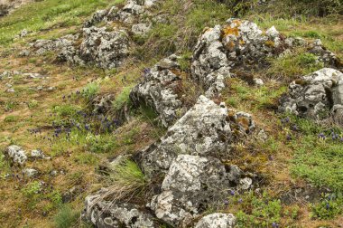 Kayalar ile dağ çayır