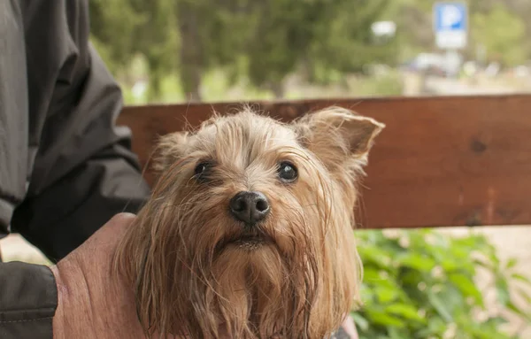 Yorkshire terrier dog closeup — Stock Photo, Image