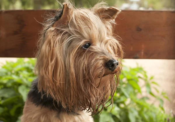 Yorkshire terrier pies zbliżenie — Zdjęcie stockowe