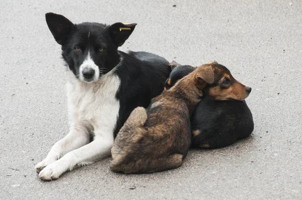 Female stray dog with her kid — Stock Photo, Image
