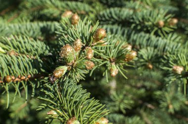 Beyaz köknar closeup yeni yeşillik