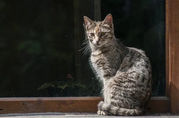 Tabby rua gato — Fotografia de Stock