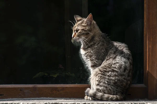 Gatto di strada di Tabby — Foto Stock