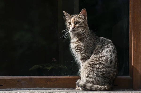 Tabby rua gato — Fotografia de Stock