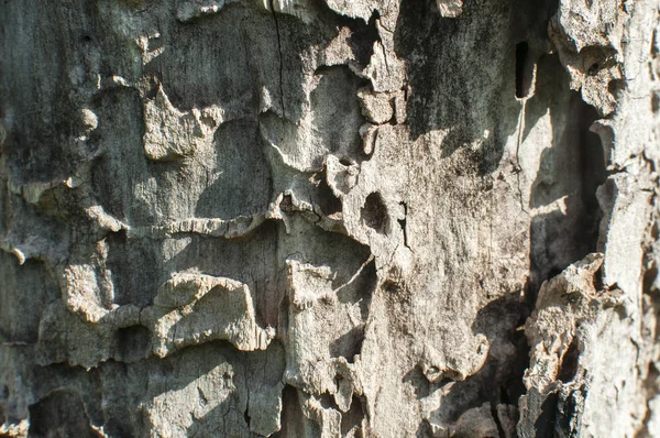 Gamla valnöt träd log ytan — Stockfoto