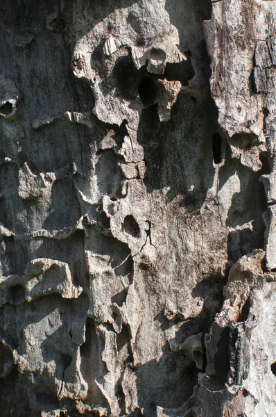 Antigua superficie de tronco de nogal —  Fotos de Stock