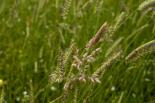 Plantas de pradera primer plano —  Fotos de Stock