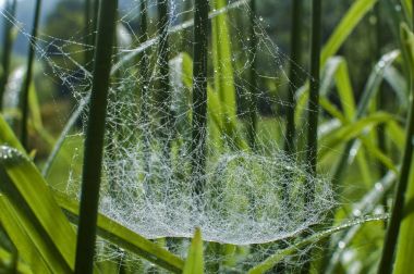 Çiy damlacıkları ile spiderweb