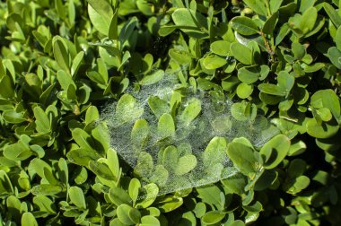 Çiy damlacıkları ile spiderweb