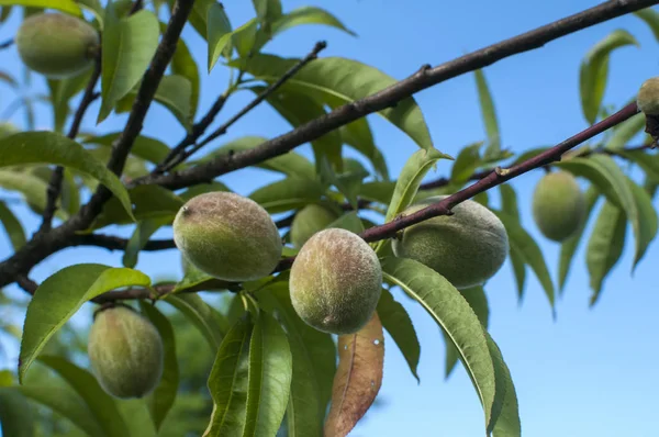 Immature peaches on tree branch — Stock Photo, Image