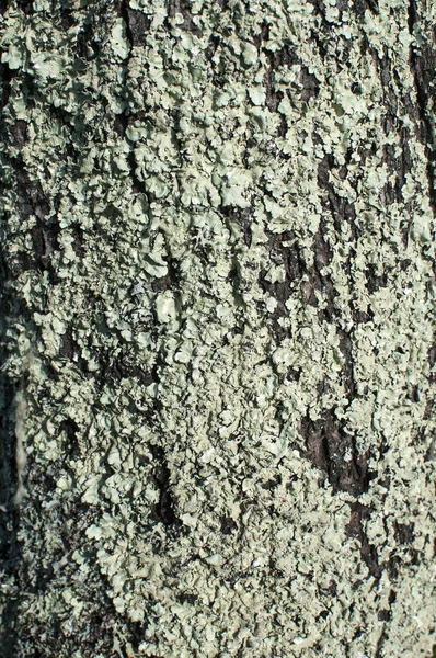 Corteza de árbol con musgo —  Fotos de Stock