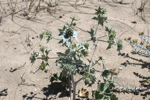 Çöl bitkileri portre