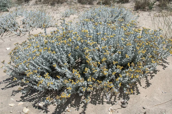 Primeros planos de las plantas del desierto —  Fotos de Stock