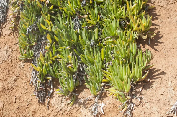 Plantes du désert gros plan — Photo