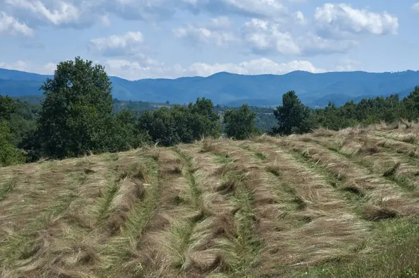 Landscape with freshly mown hay — Stock Photo, Image