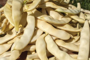 Yeşil bakla closeup oldu