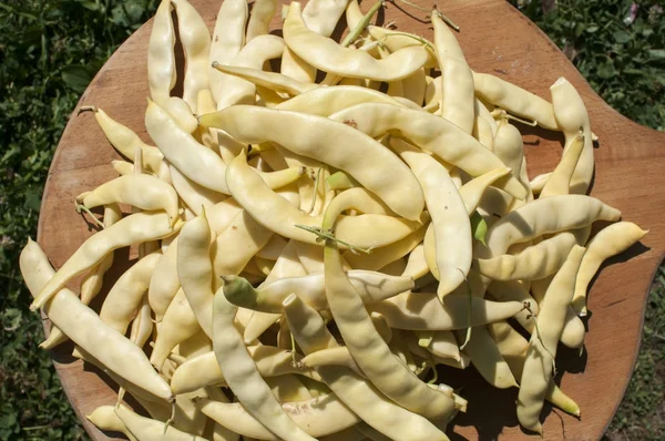 Yeşil bakla closeup oldu