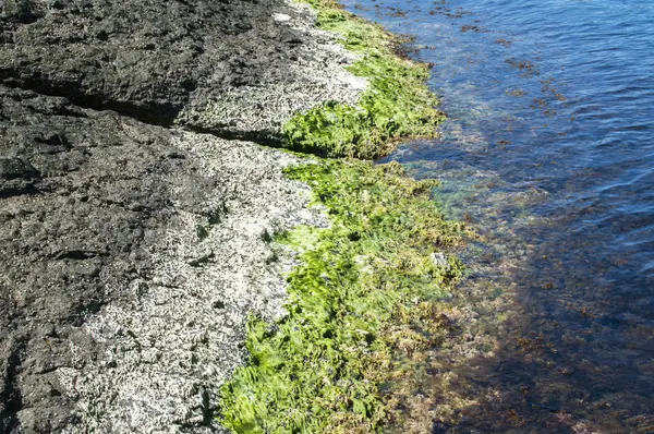 海岩や海藻の水 — ストック写真