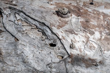 Eski yıpranmış grunge ahşap yüzey