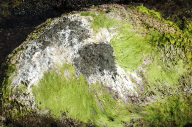 Yeşil ve beyaz yosun ile kaya yüzeyi