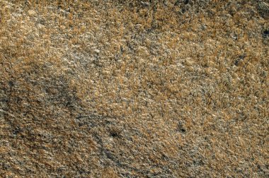 Deniz kaya yüzeyi dryed yosun closeup ile