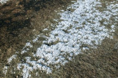 Kaya yüzeyi beyaz yosun ile