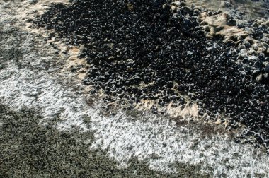 Kaya yüzeyi beyaz yosun ile