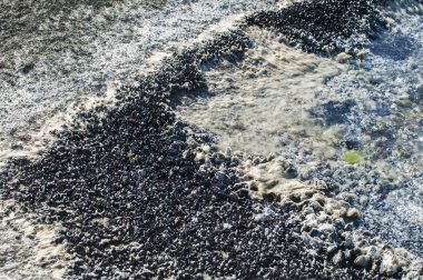 Kaya yüzeyi beyaz yosun ile