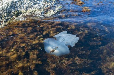 Yosun deniz sularında arasında denizanası
